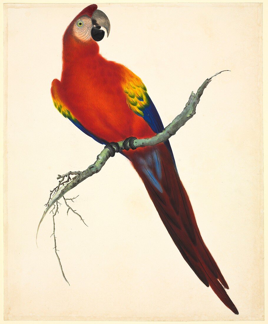 Scarlet macaw,19th century