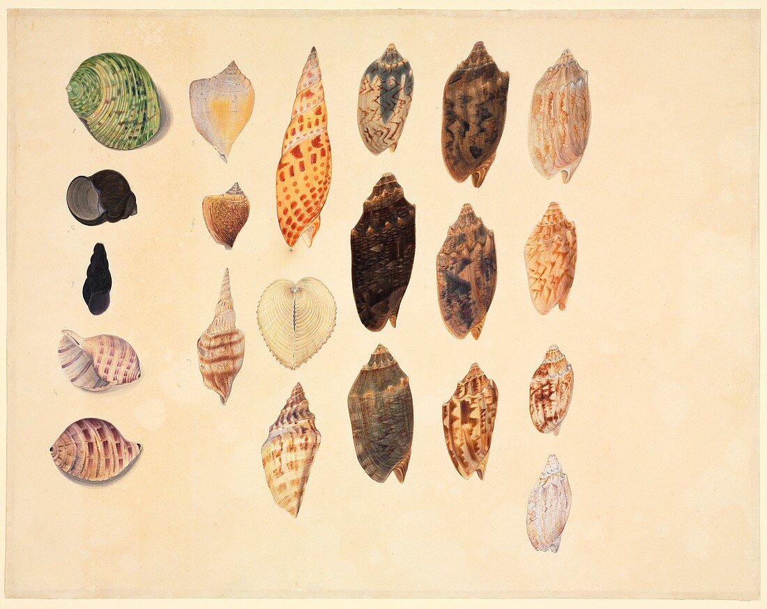 Seashells,19th century
