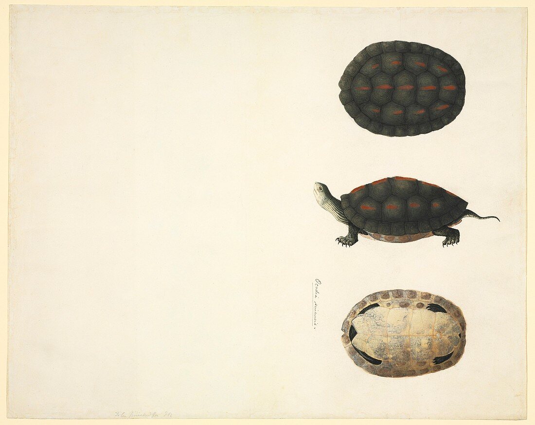 Turtle anatomy,19th century