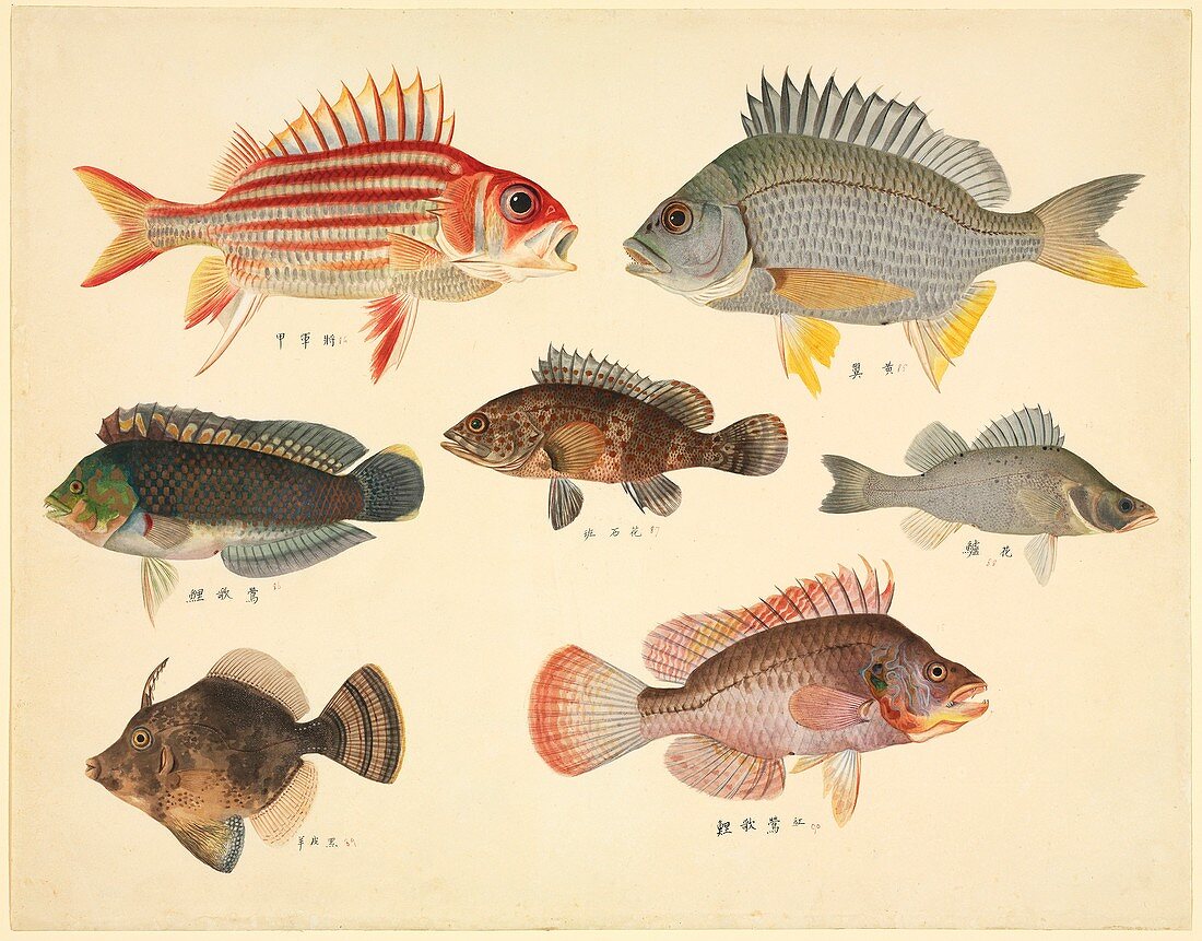 Chinese fish,19th century