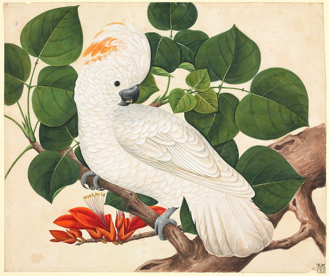 Salmon-crested cockatoo,19th century