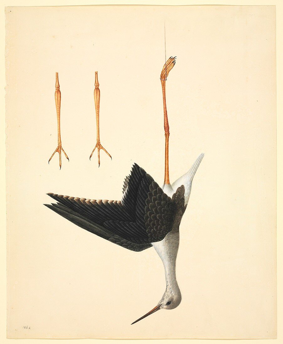 Black-winged stilt,19th century