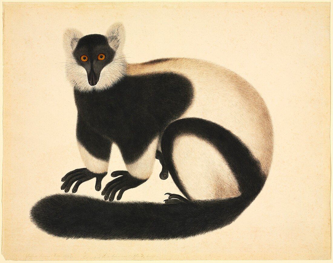 Ruffed lemur,19th century