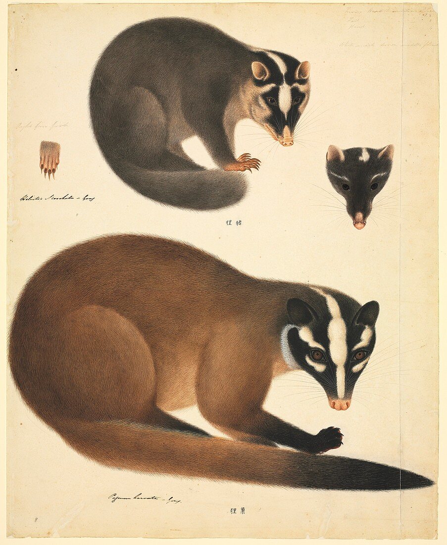 Chinese ferret badger,19th century