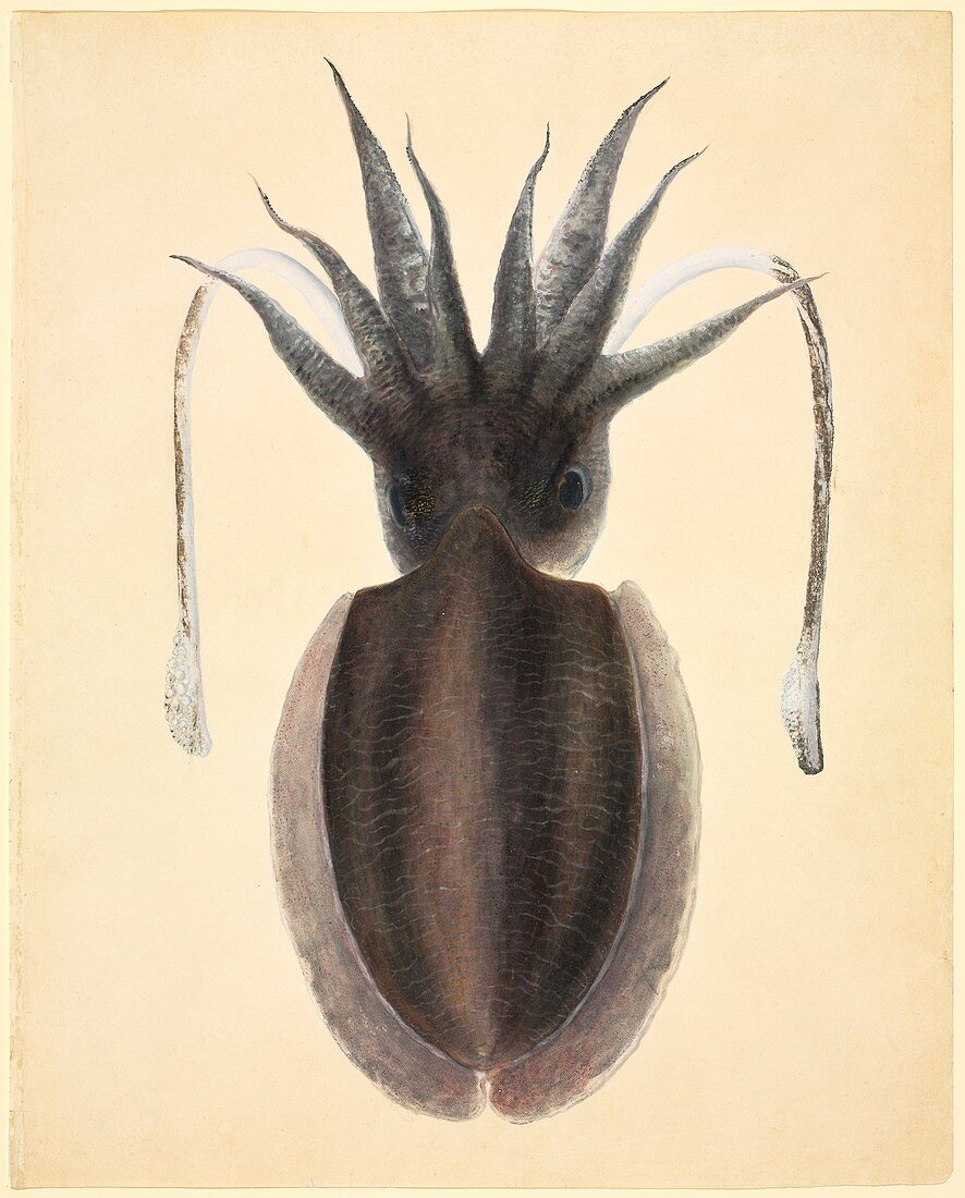 Cephalopod,19th century