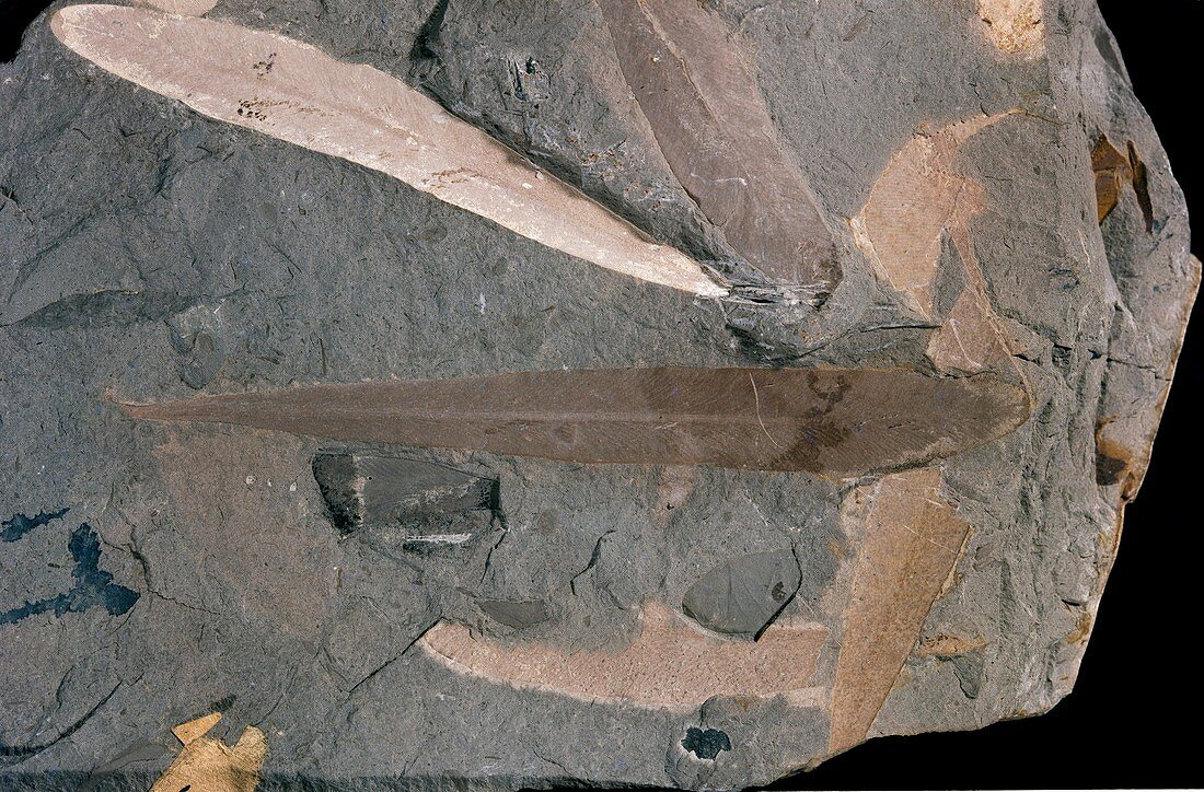 Glossopteris linearis,leaf fossils
