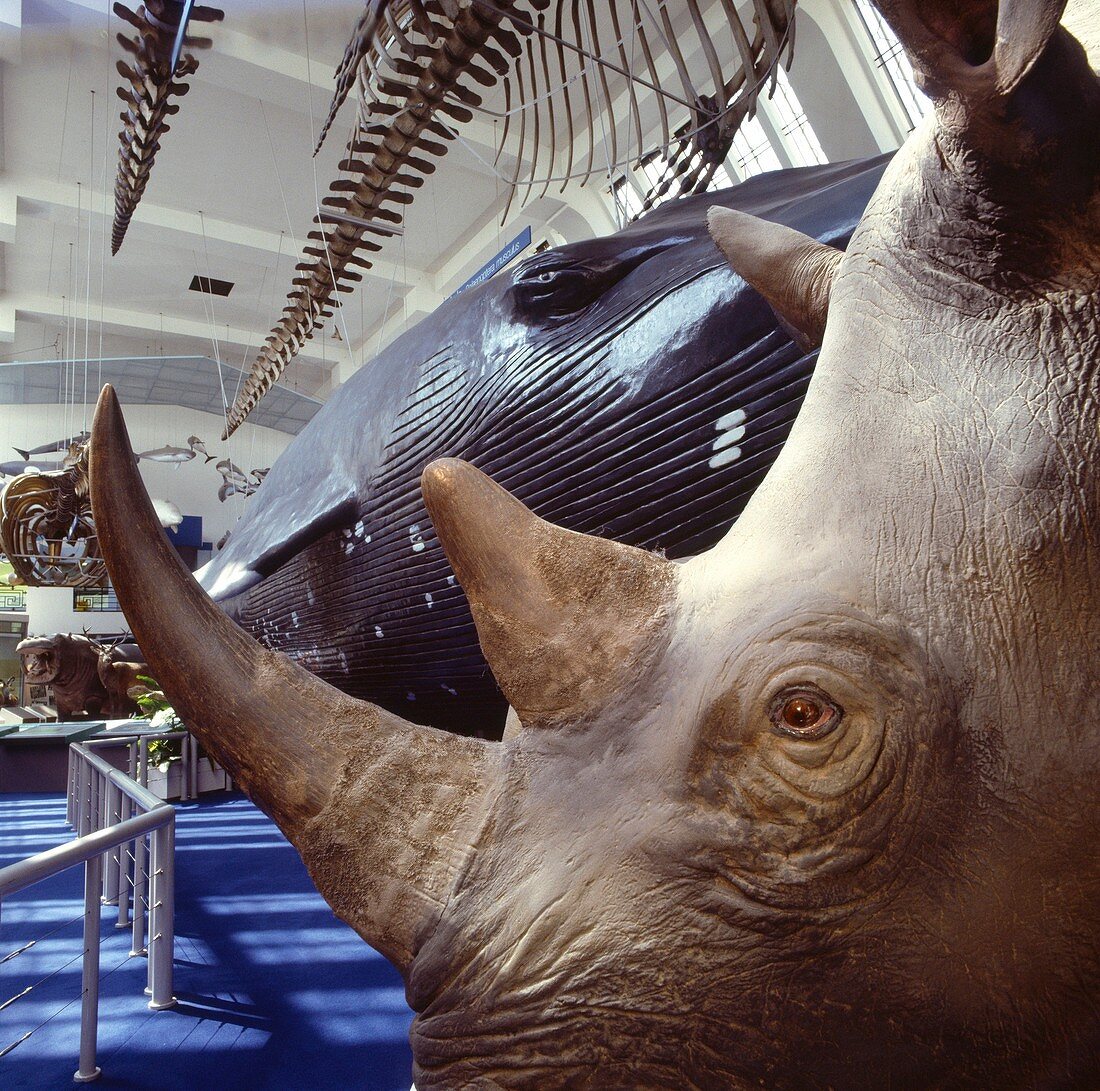 Rhinoceros specimen,museum gallery