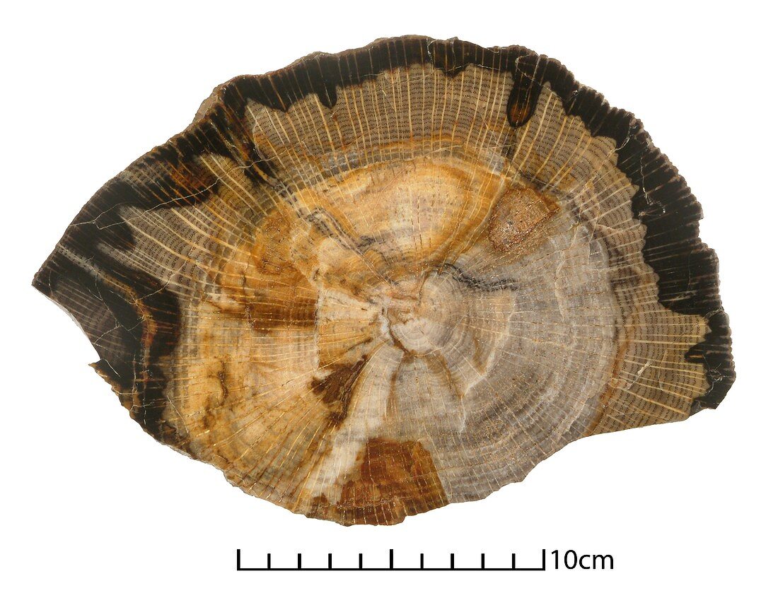 Petrified oak,tree trunk fossil