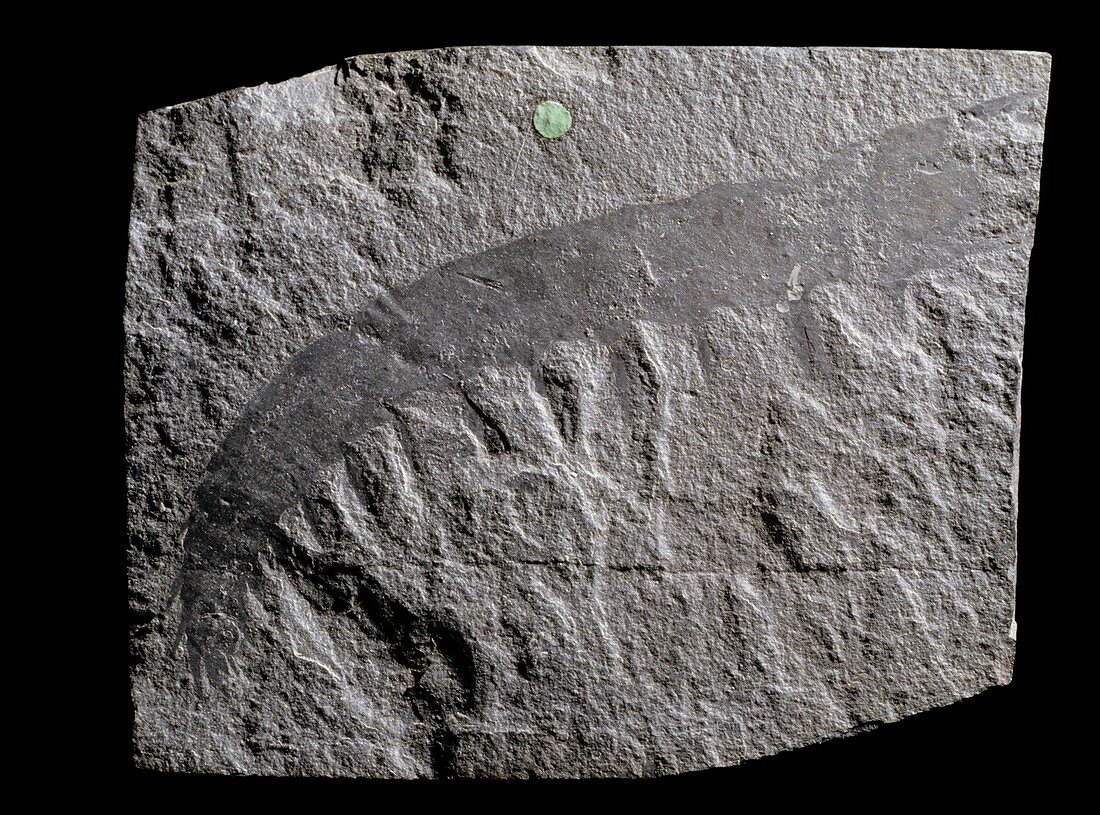 Anomalocaris canadensis,arthropod fossil