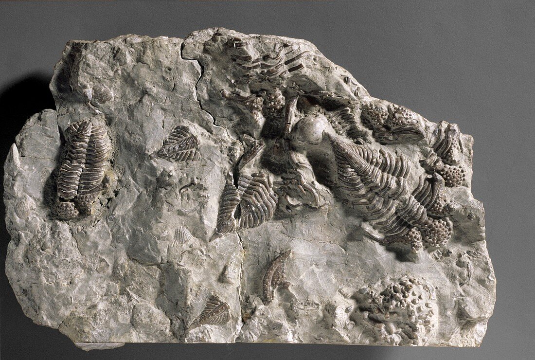 Encrinurus punctatus,trilobite fossils