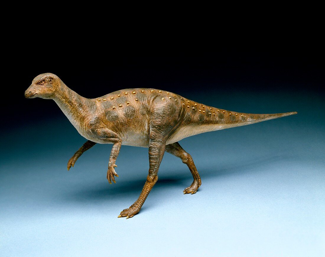 Hypsilophodon dinosaur,museum model
