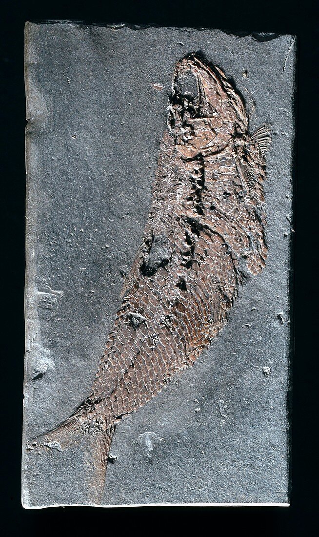 Pholiodophorus bechei,fish fossil