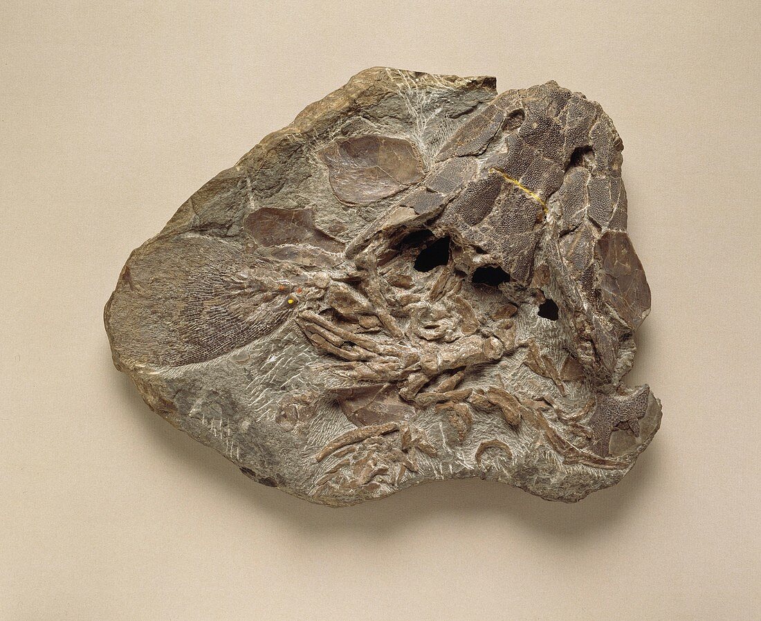 Eusthenopteron foordi,reptile fossil