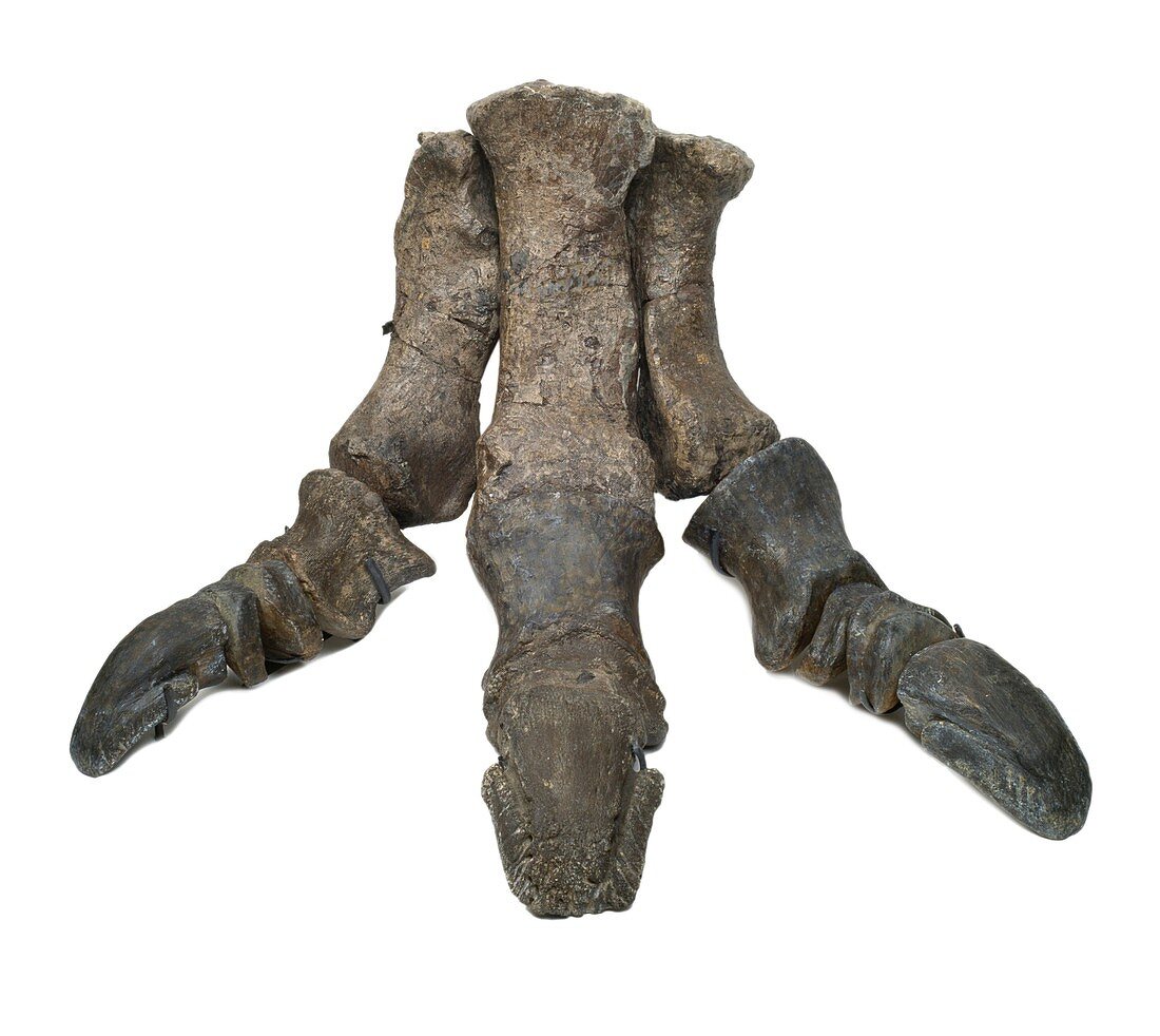 Iguanodon dinosaur,fossil foot bones