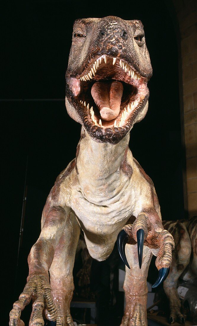 Deinonychus dinosaur,museum model