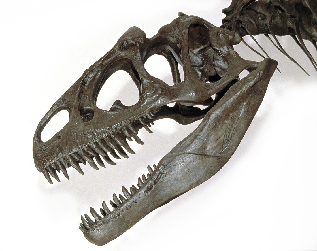 Allosaurus dinosaur,fossil skull