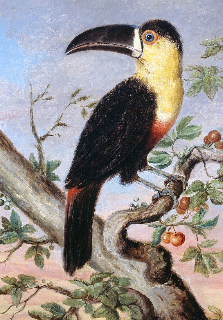 Channel-billed toucan,19th century