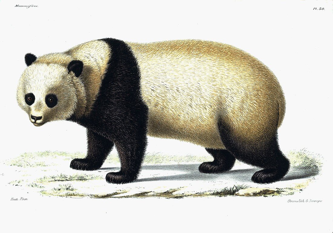 Giant panda,19th century