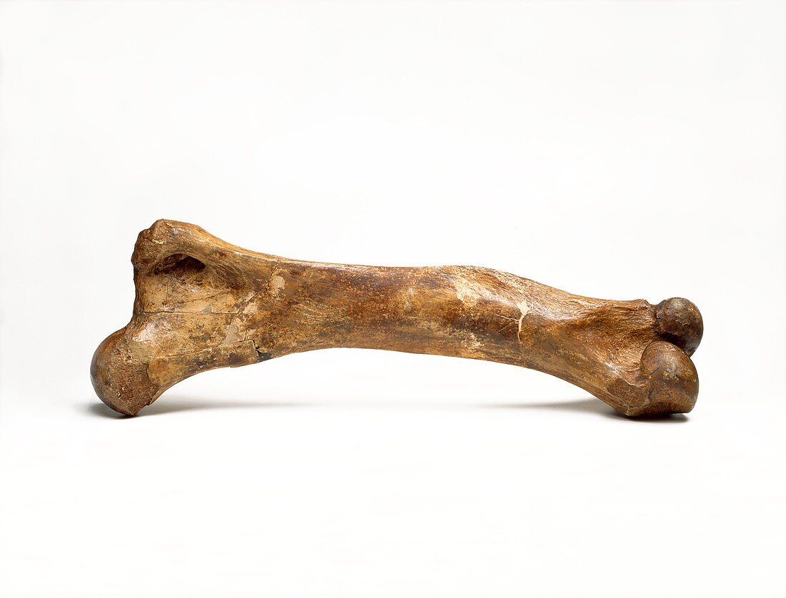 Woolly mammoth,fossil thigh bone