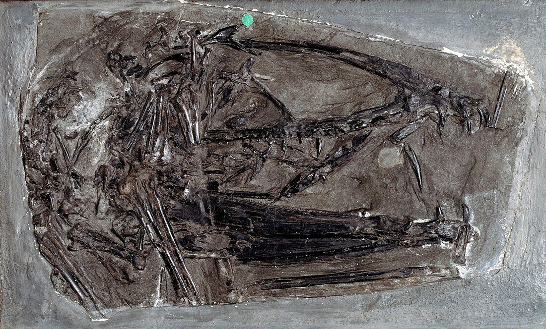Dimorphodon macronyx,pterosaur fossil