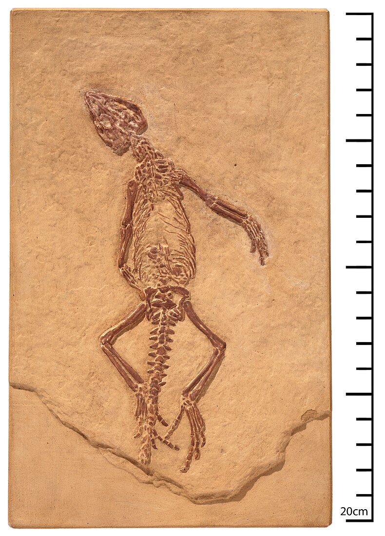 Homoeosaurus maximiliani,lizard fossil