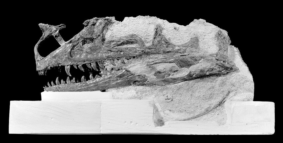 Proceratosaurus dinosaur,fossil skull