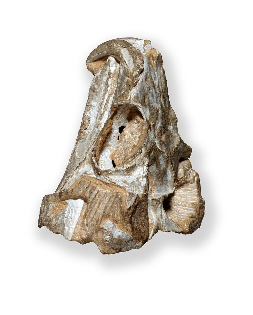 Rhynchosaurus reptile,fossil skull