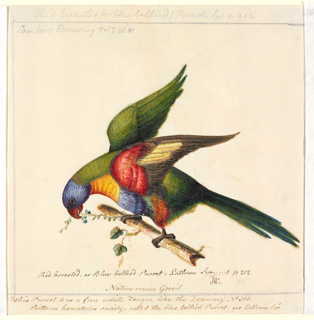 Rainbow lorikeet,18th century
