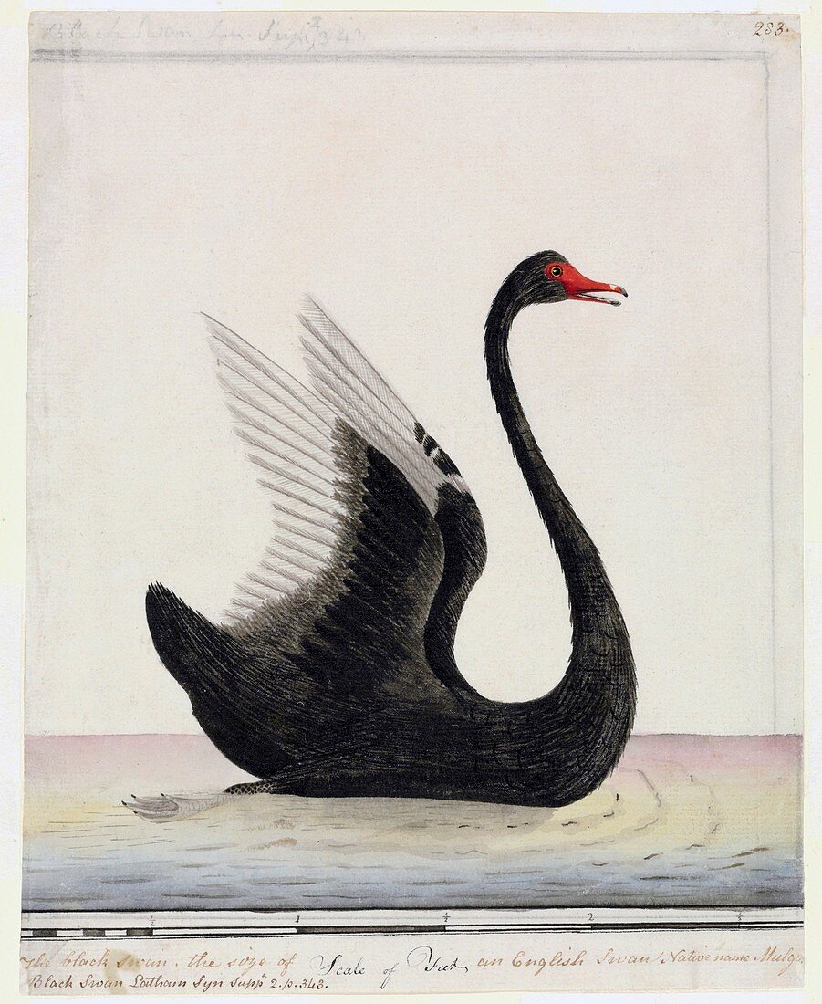 Black swan,18th century
