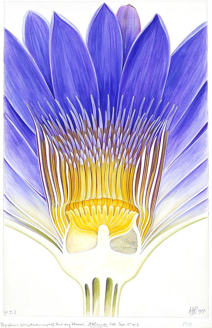 Cape blue waterlily (Nymphaea capensis)