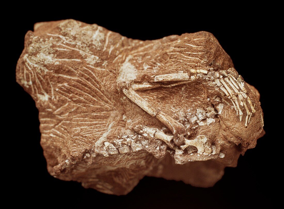 Megazostrodon mammal,fossil bones