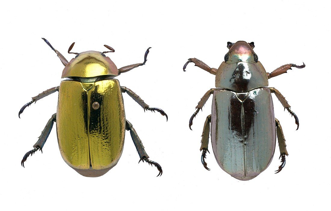 Beetles with metallic iridescence