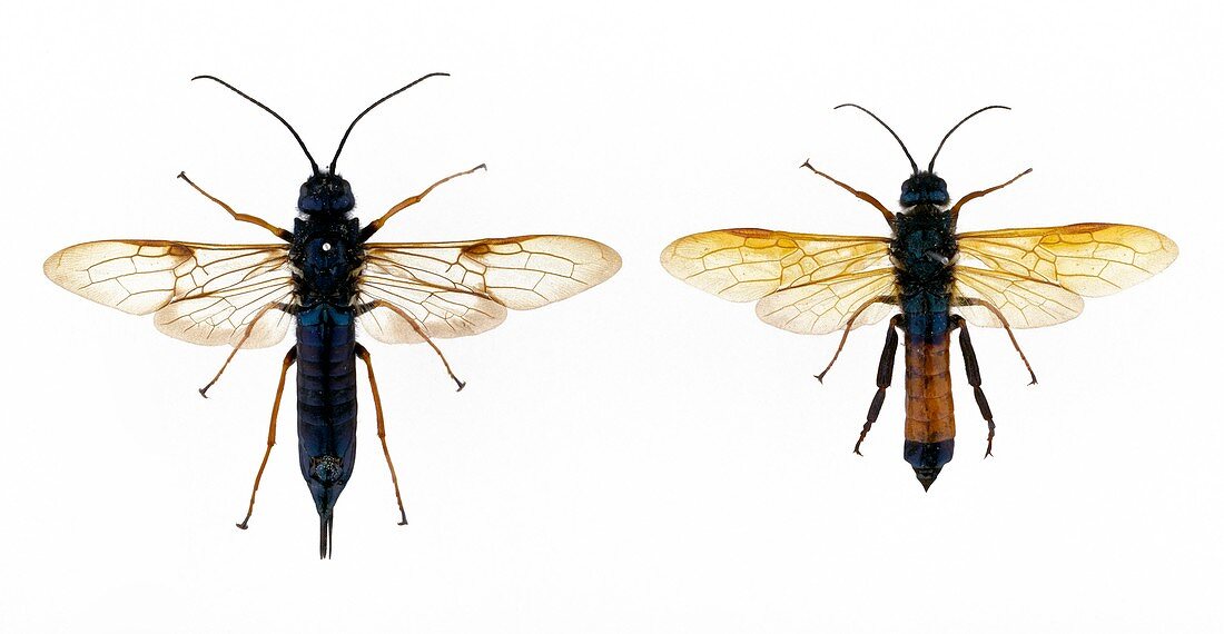Sirex woodwasps,female and male