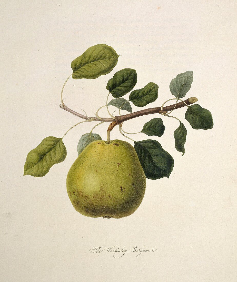 Wormsley Bergamot Pear (1818)