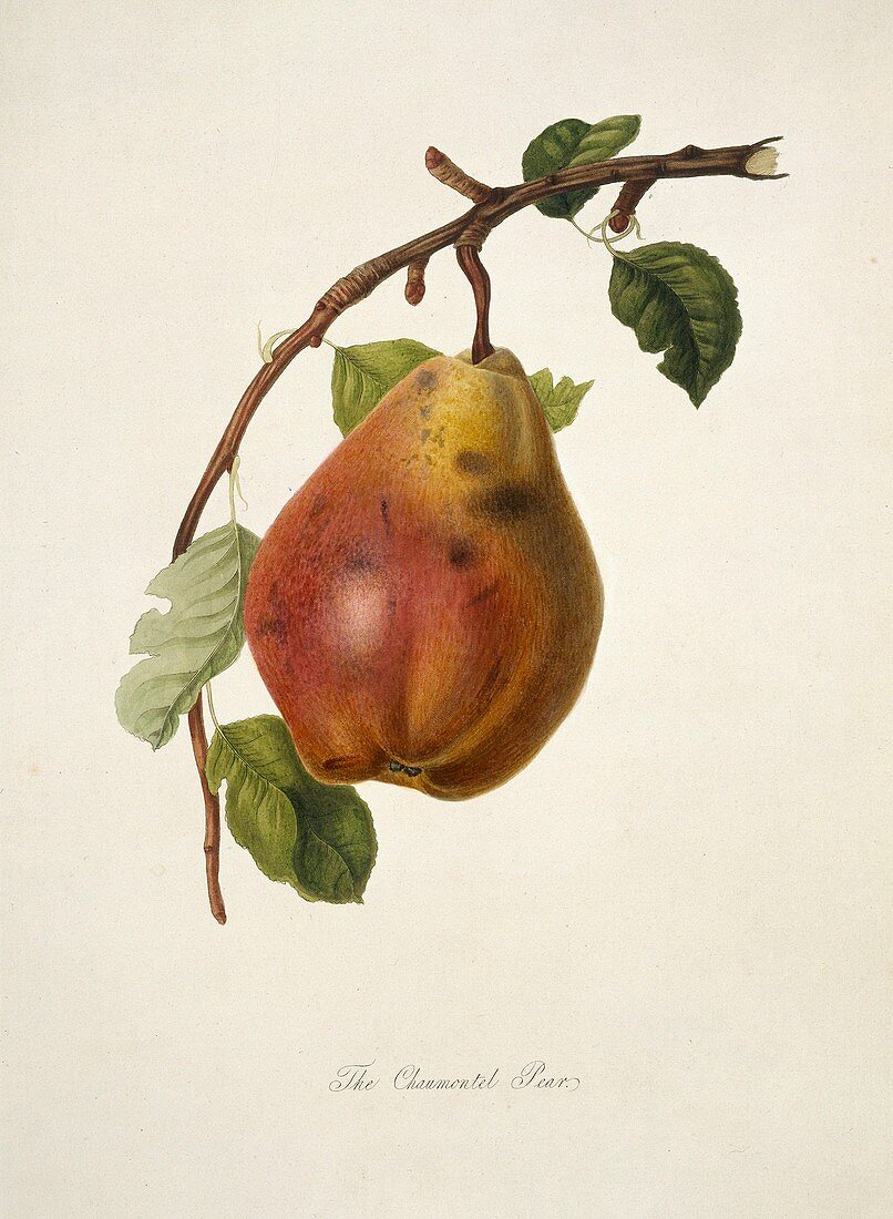 Chaumontel Pear (1818)