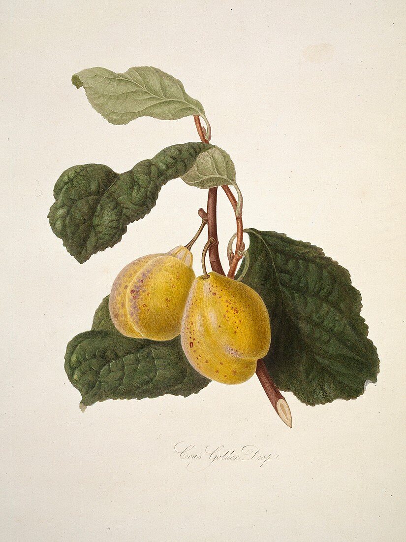 Coe's Golden Drop Plum (1818)