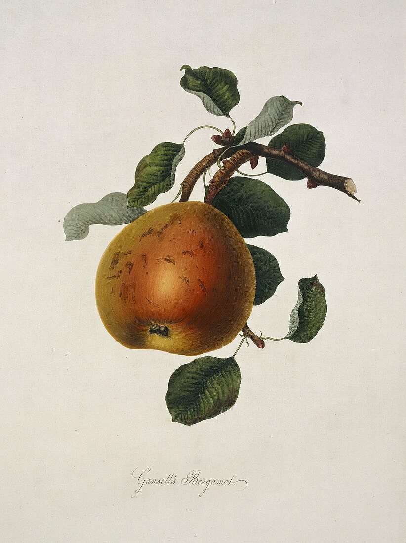 Gansel's Bergamot Pear (1818)