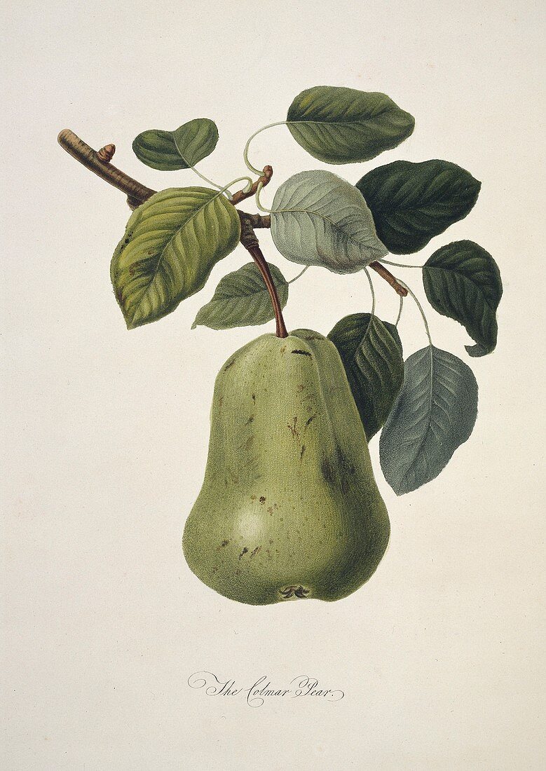 Colmart Pear (1818)