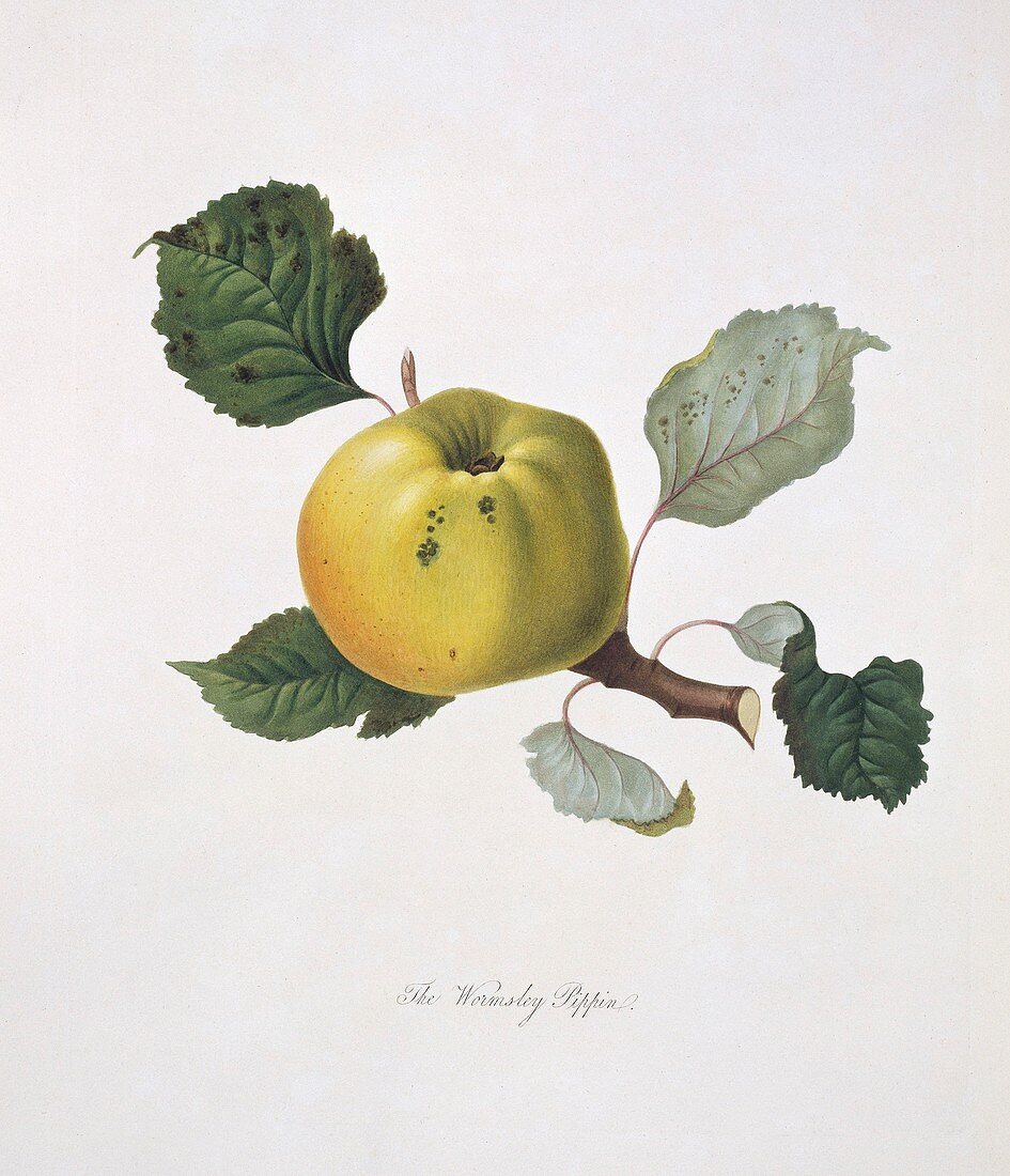 Wormsley Pippin Apple (1818)