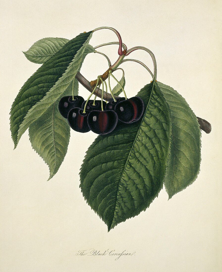 Black Circassian Cherry (1818)