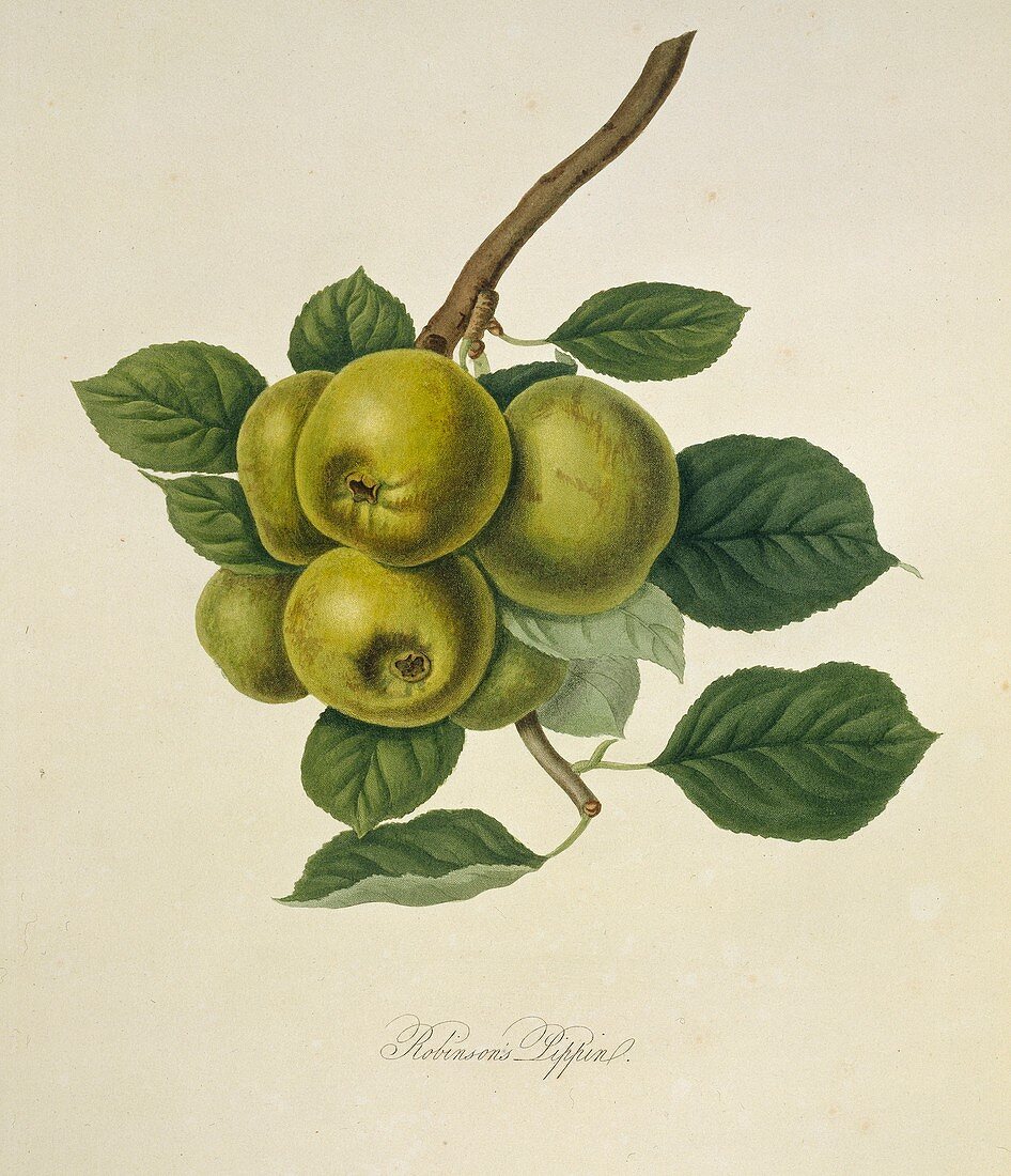 Robinson's Pippin Apple (1818)