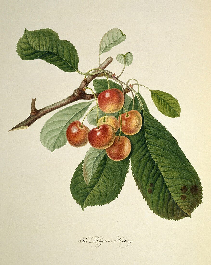 Bigarreau Cherry (1818)