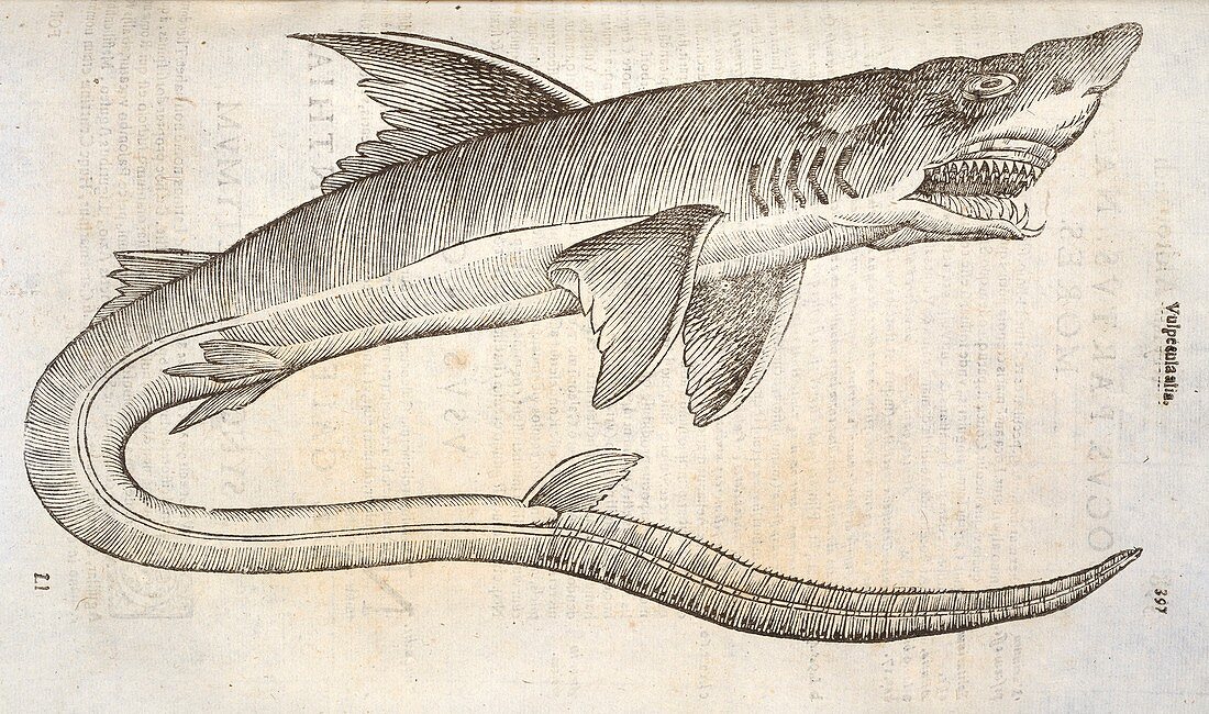 Thresher shark,17th century
