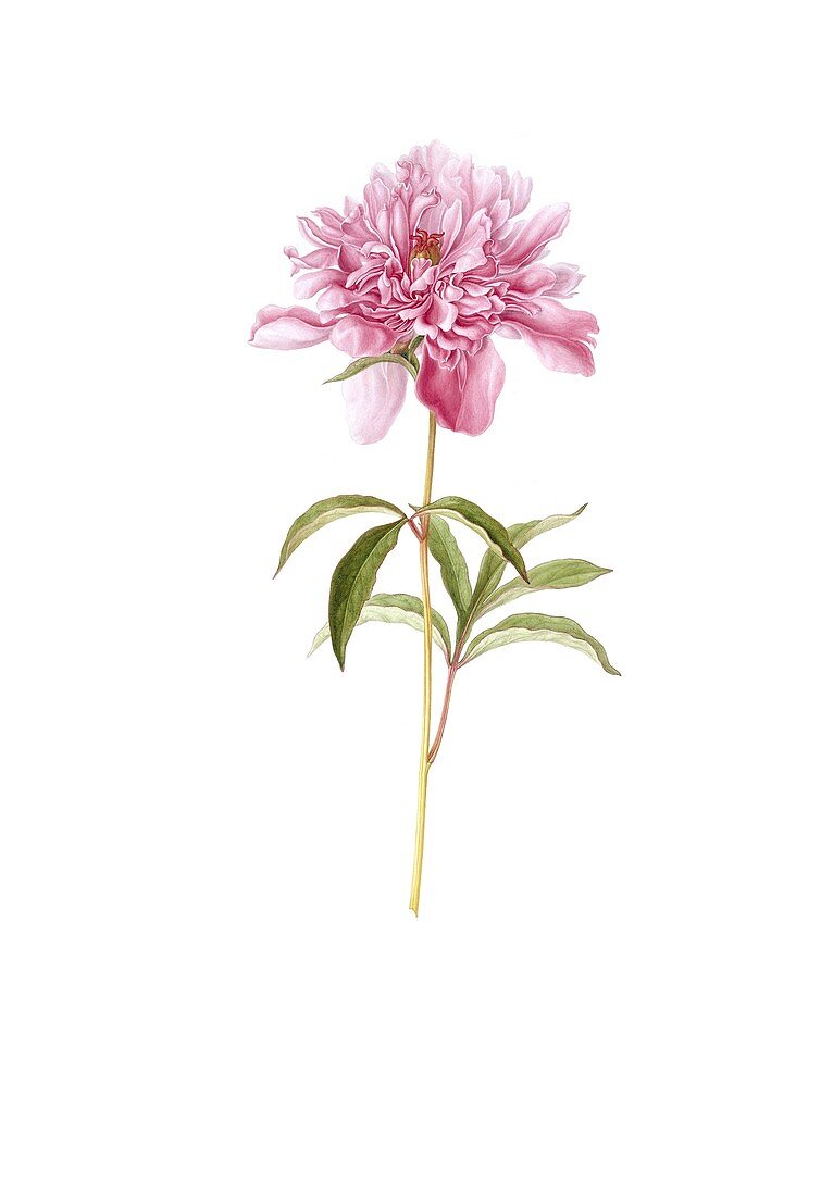 Peony flower,18th century