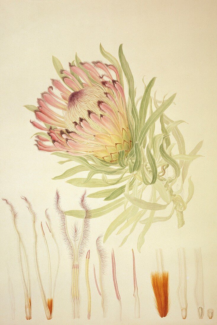 Protea burchellii,18th century
