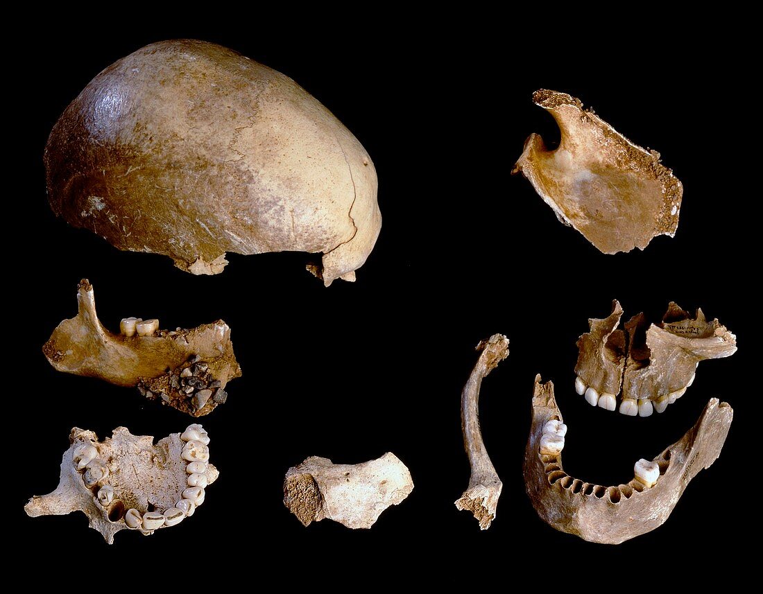 Prehistoric human skull bones