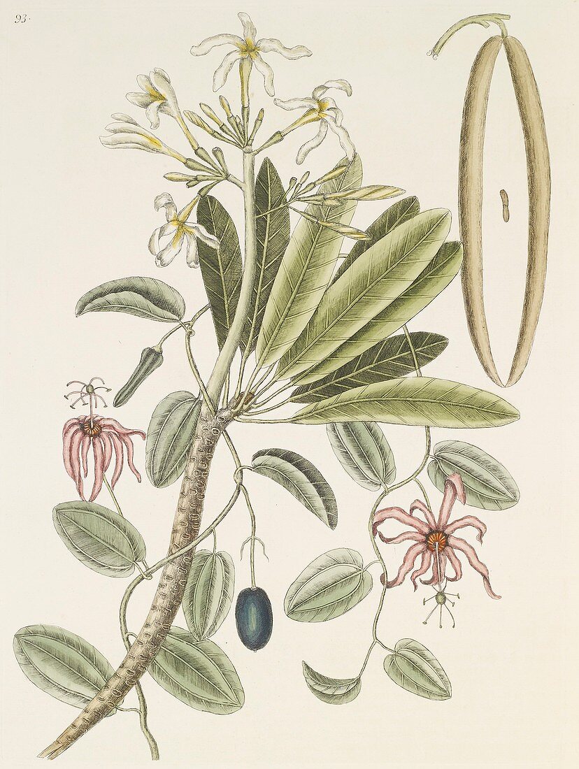 Plumeria plant,18th century