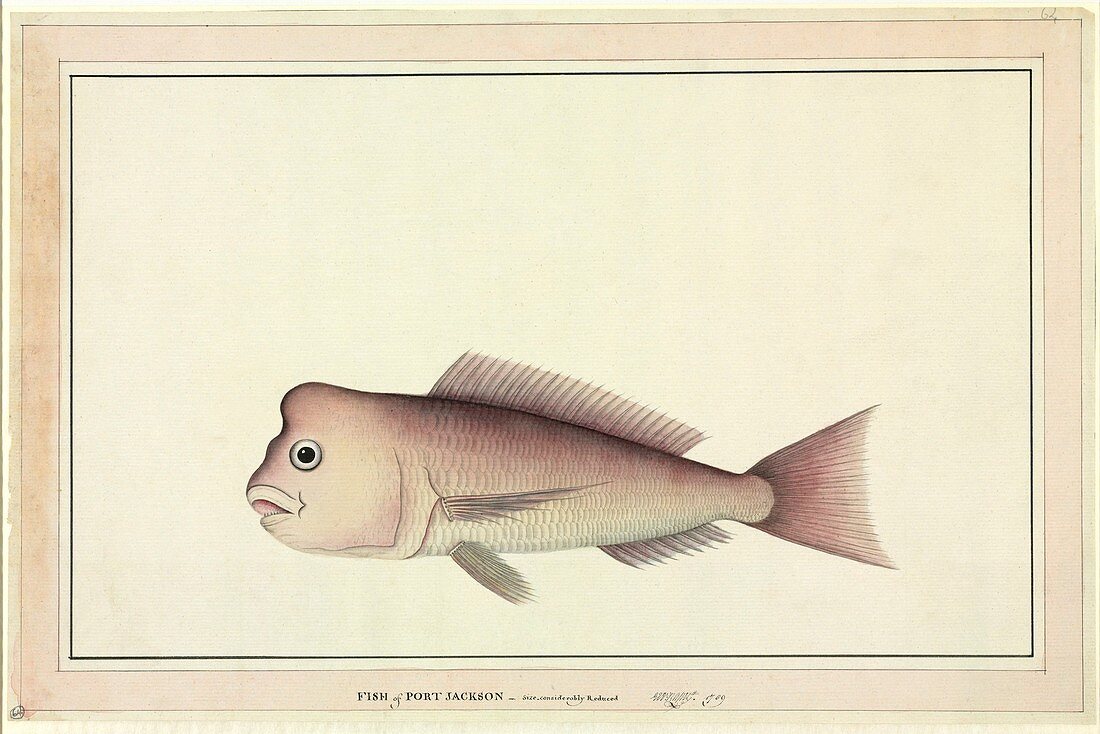 Red snapper,18th century