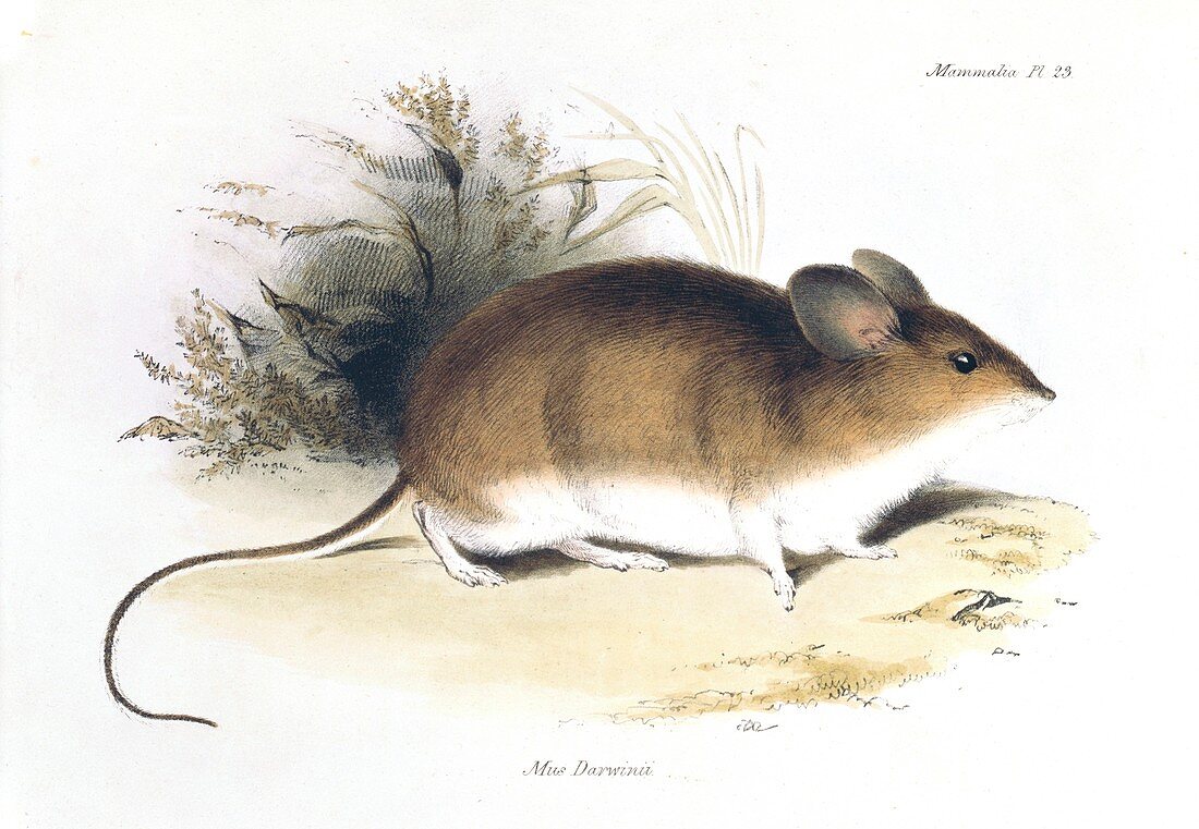 Darwin's mouse,19th century