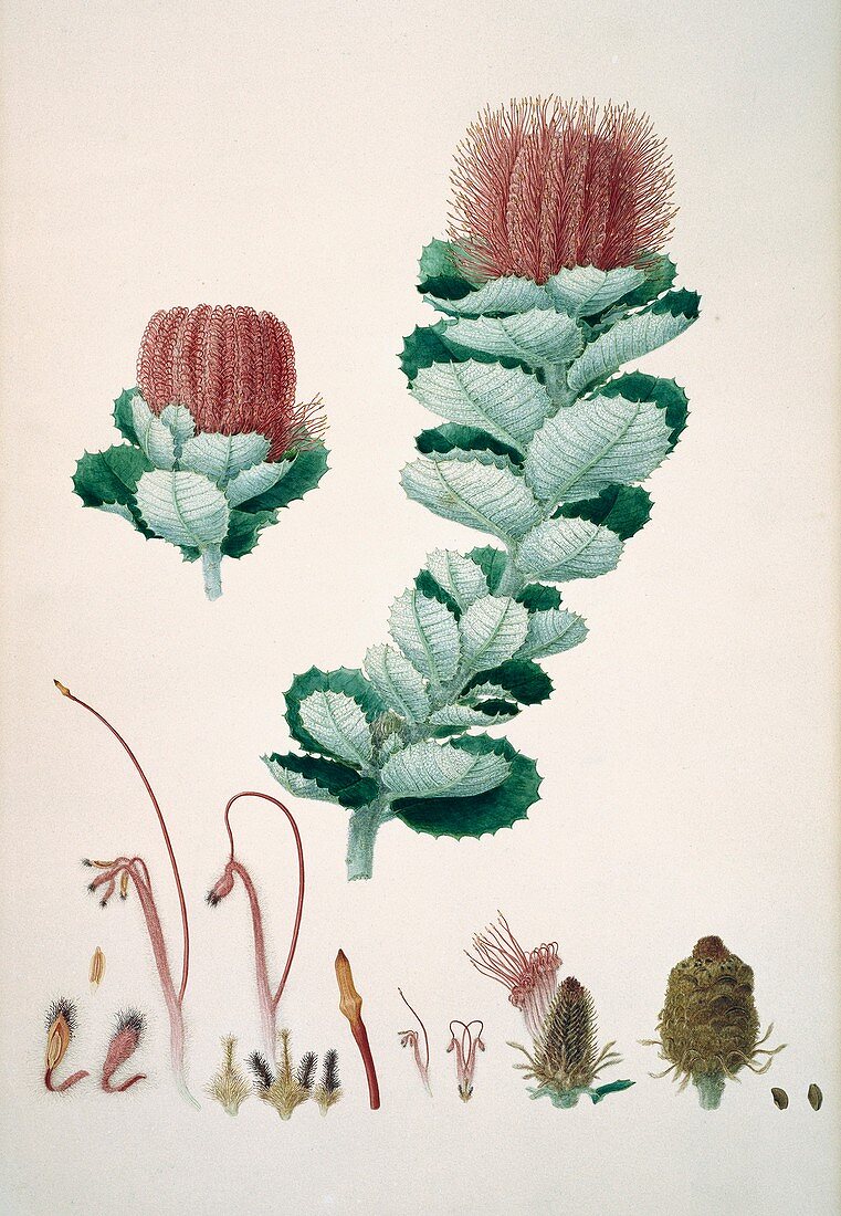 Banksia coccinea,19th century